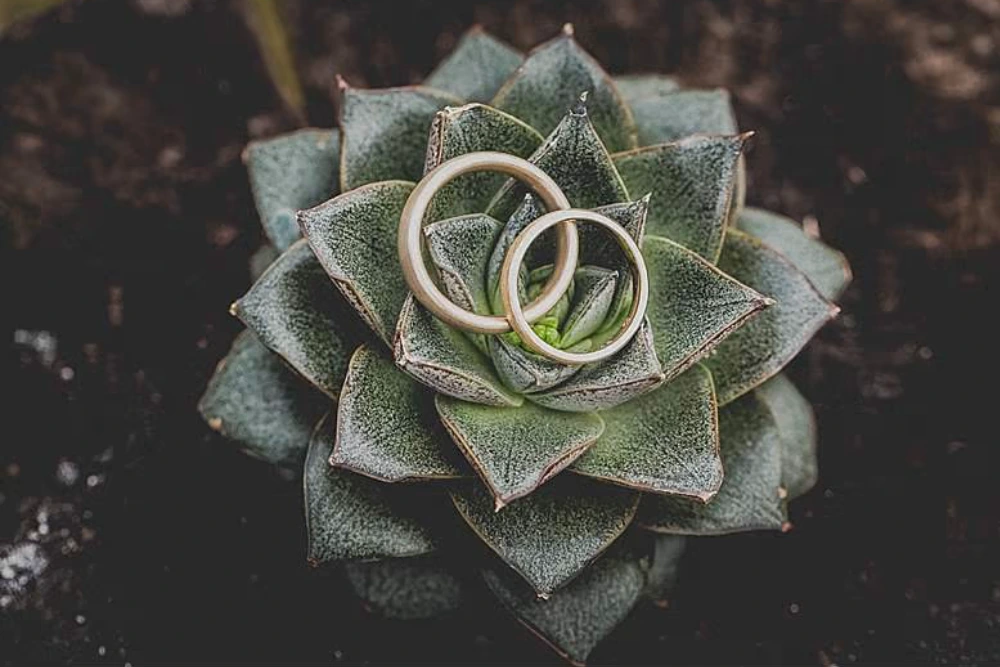 Freie Trauungen Lisa Nguyen